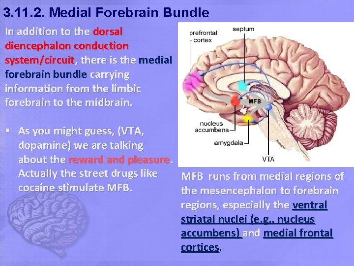 3. 11. 2. Medial Forebrain Bundle In addition to the dorsal diencephalon conduction system/circuit,
