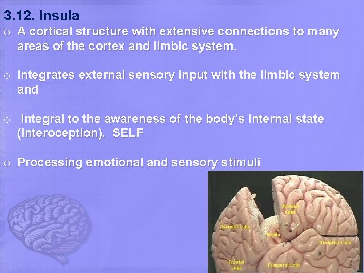 3. 12. Insula o A cortical structure with extensive connections to many areas of