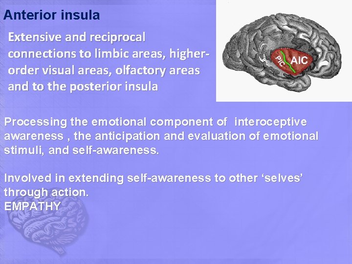 Anterior insula Extensive and reciprocal connections to limbic areas, higherorder visual areas, olfactory areas