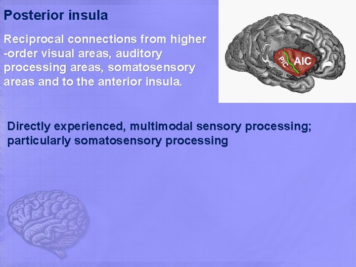 Posterior insula Reciprocal connections from higher -order visual areas, auditory processing areas, somatosensory areas