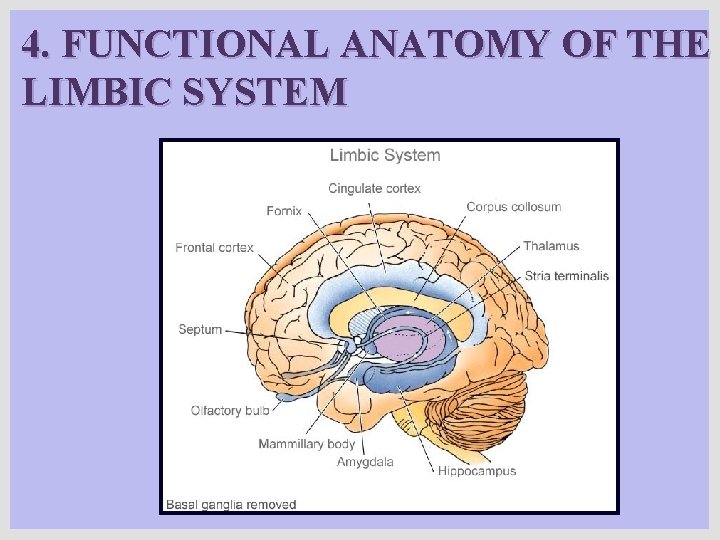 4. FUNCTIONAL ANATOMY OF THE LIMBIC SYSTEM 4. FUNCTIONAL ANATOMY OF THE LIMBIC SYSTEM