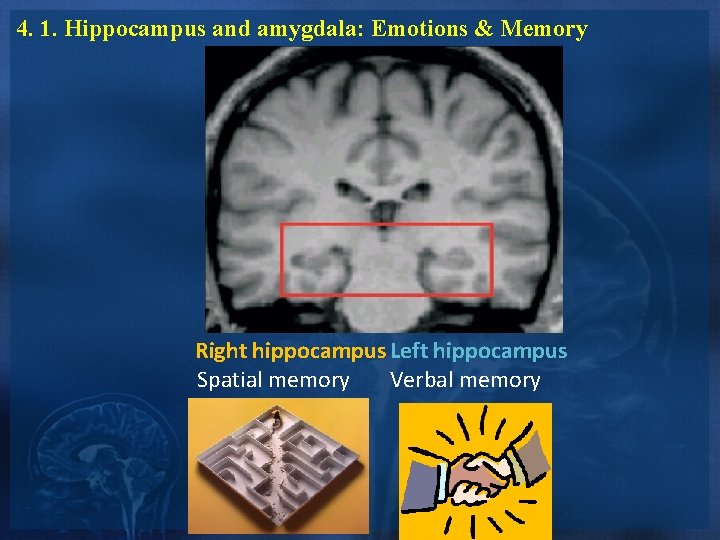 4. 1. Hippocampus and amygdala: Emotions & Memory Right hippocampus Left hippocampus Spatial memory 4. 1. Hippocampus and amygdala: Emotions & Memory Right hippocampus Left hippocampus Spatial memory