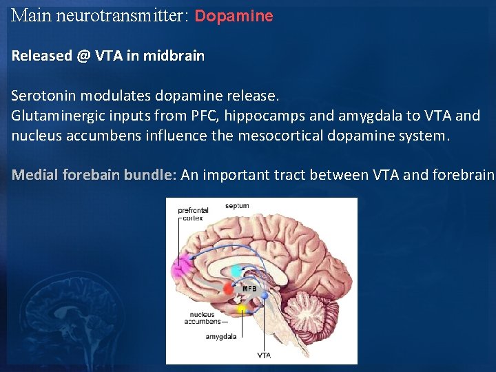 Main neurotransmitter: Dopamine Released @ VTA in midbrain Serotonin modulates dopamine release. Glutaminergic inputs