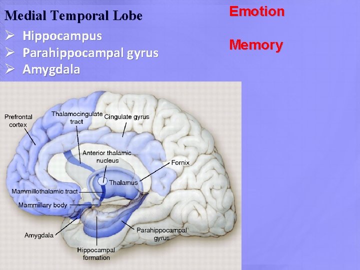 Medial Temporal Lobe Ø Hippocampus Ø Parahippocampal gyrus Ø Amygdala Emotion Memory 