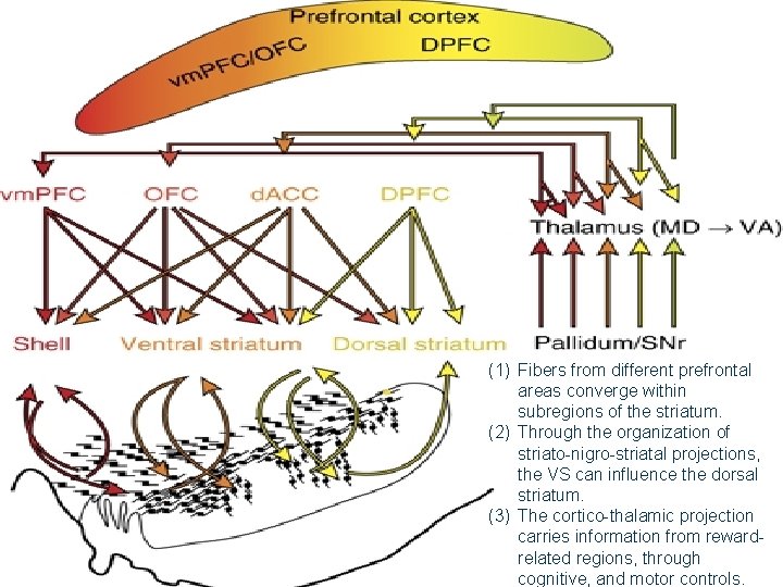 Reward circuit embedded within Cortico-basal ganglia circuit central component for developing and monitoring motivated