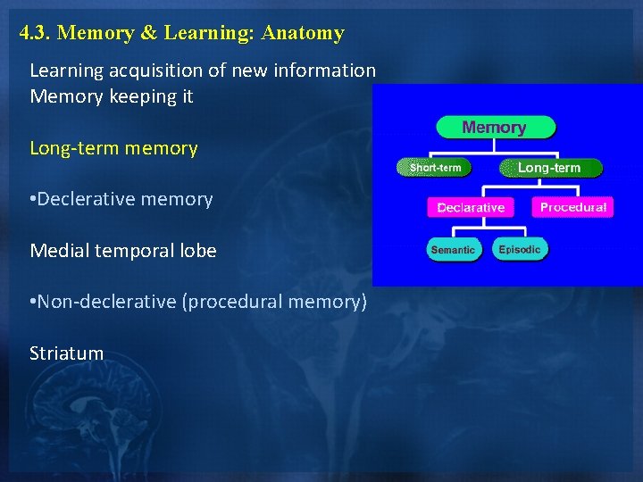 4. 3. Memory & Learning: Anatomy Learning acquisition of new information Memory keeping it