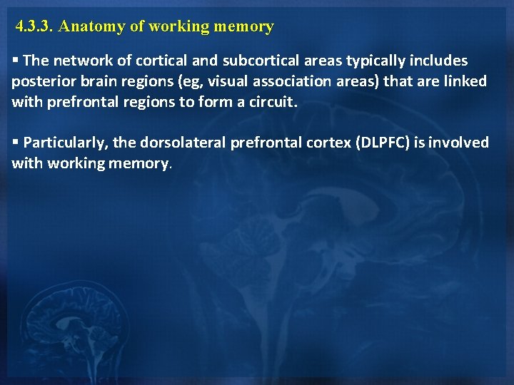4. 3. 3. Anatomy of working memory § The network of cortical and subcortical 4. 3. 3. Anatomy of working memory § The network of cortical and subcortical