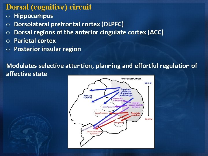 Dorsal (cognitive) circuit o o o Hippocampus Dorsolateral prefrontal cortex (DLPFC) Dorsal regions of