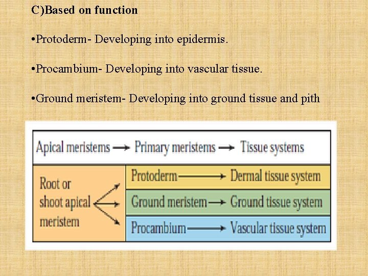 C)Based on function • Protoderm- Developing into epidermis. • Procambium- Developing into vascular tissue.