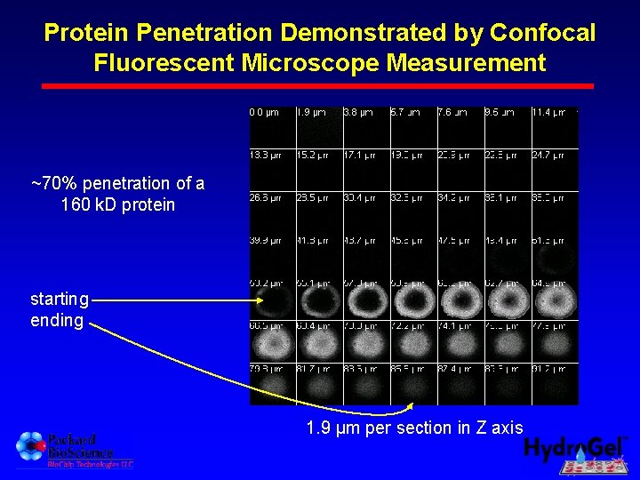 Protein Penetration Demonstrated by Confocal Fluorescent Microscope Measurement ~70% penetration of a 160 k.