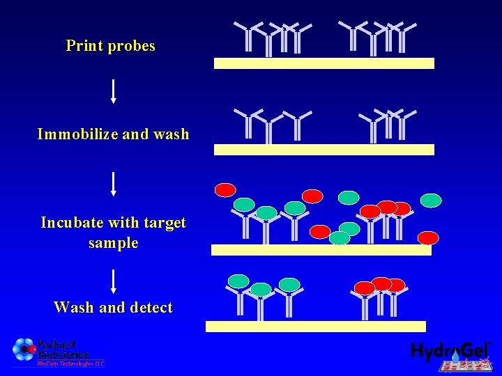 Print probes Immobilize and wash Incubate with target sample Wash and detect 