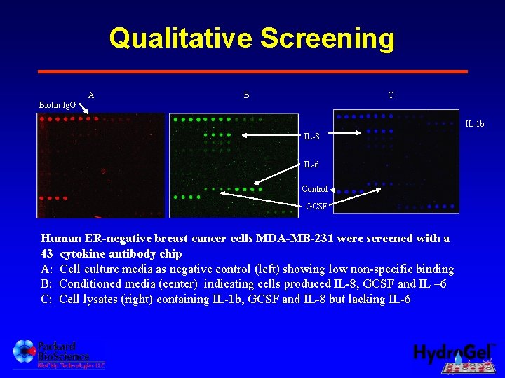 Qualitative Screening A B C Biotin-Ig. G IL-1 b IL-8 IL-6 Control GCSF Human