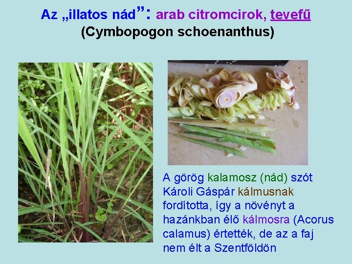 Az „illatos nád”: arab citromcirok, tevefű (Cymbopogon schoenanthus) A görög kalamosz (nád) szót Károli