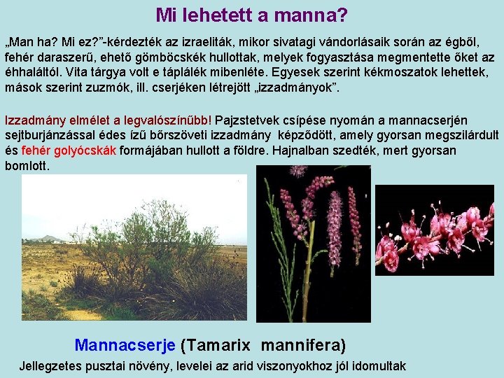 Mi lehetett a manna? „Man ha? Mi ez? ”-kérdezték az izraeliták, mikor sivatagi vándorlásaik