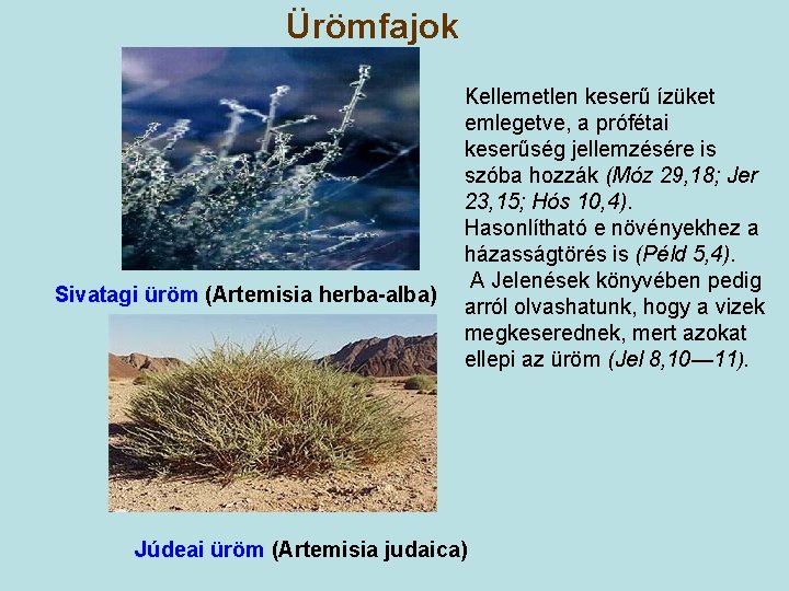 Ürömfajok Sivatagi üröm (Artemisia herba-alba) Kellemetlen keserű ízüket emlegetve, a prófétai keserűség jellemzésére is