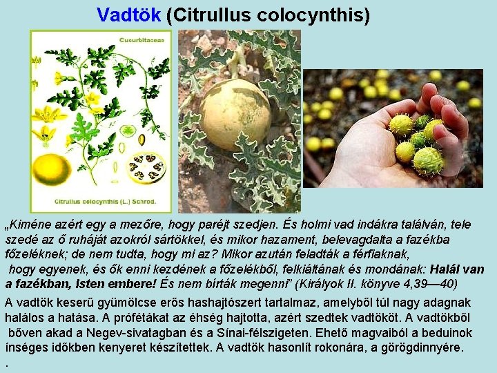 Vadtök (Citrullus colocynthis) „Kiméne azért egy a mezőre, hogy paréjt szedjen. És holmi vad