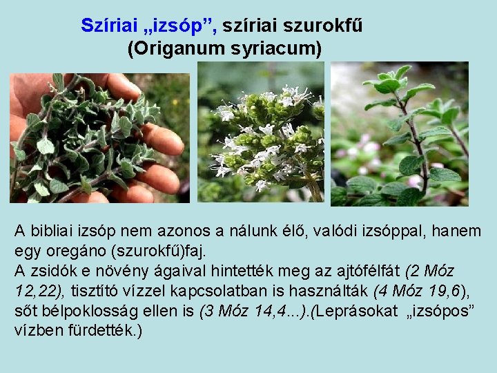 Szíriai „izsóp”, szíriai szurokfű (Origanum syriacum) A bibliai izsóp nem azonos a nálunk élő,