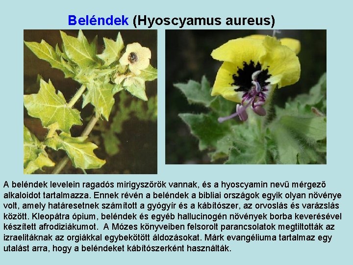 Beléndek (Hyoscyamus aureus) A beléndek levelein ragadós mirigyszőrök vannak, és a hyoscyamin nevű mérgező