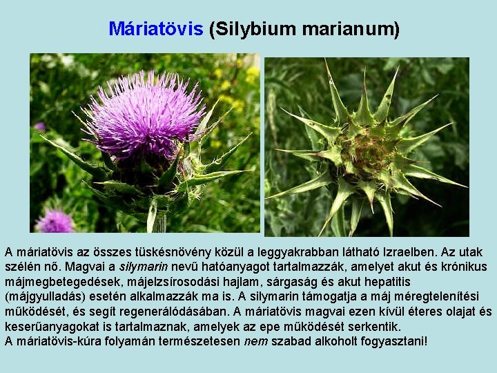 Máriatövis (Silybium marianum) A máriatövis az összes tüskésnövény közül a leggyakrabban látható Izraelben. Az