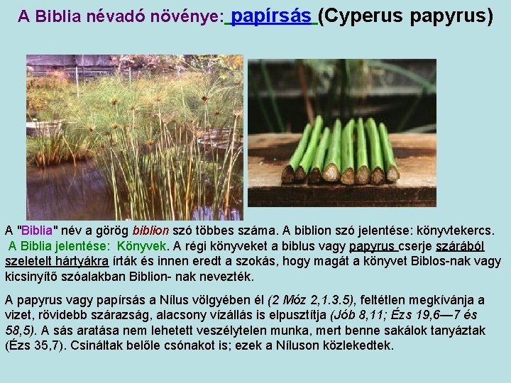 A Biblia névadó növénye: papírsás (Cyperus papyrus) A "Biblia" név a görög biblion szó