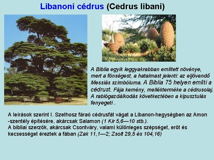 Libanoni cédrus (Cedrus libani) A Biblia egyik leggyakrabban említett növénye, mert a fönségest, a