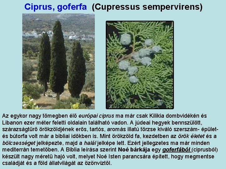 Ciprus, goferfa (Cupressus sempervirens) Az egykor nagy tömegben élő európai ciprus ma már csak