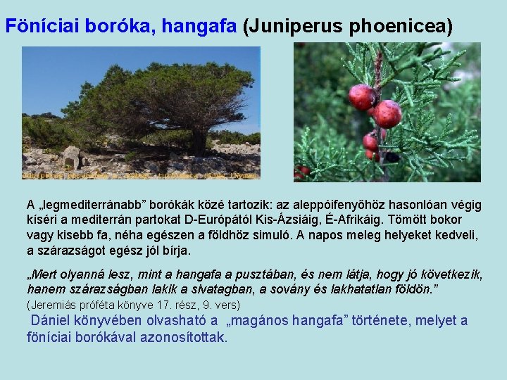 Föníciai boróka, hangafa (Juniperus phoenicea) A „legmediterránabb” borókák közé tartozik: az aleppóifenyőhöz hasonlóan végig