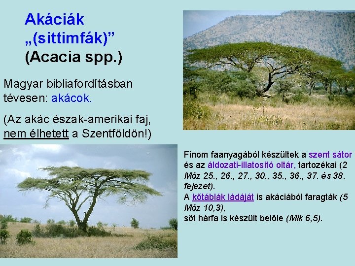 Akáciák „(sittimfák)” (Acacia spp. ) Magyar bibliafordításban tévesen: akácok. (Az akác észak-amerikai faj, nem