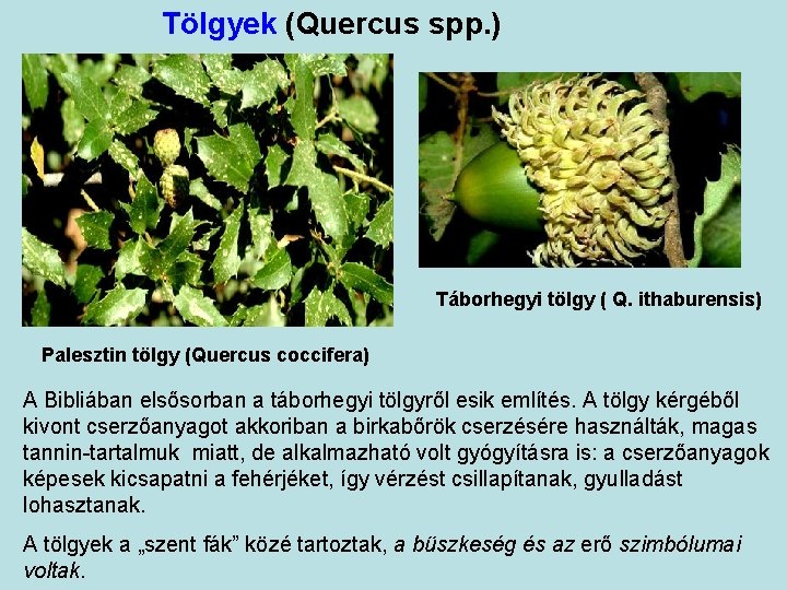 Tölgyek (Quercus spp. ) Táborhegyi tölgy ( Q. ithaburensis) Palesztin tölgy (Quercus coccifera) A