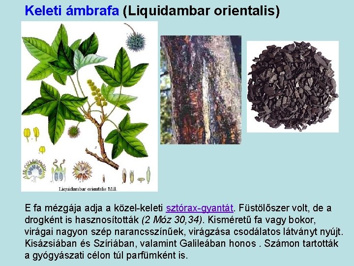 Keleti ámbrafa (Liquidambar orientalis) E fa mézgája adja a közel-keleti sztórax-gyantát. Füstölőszer volt, de