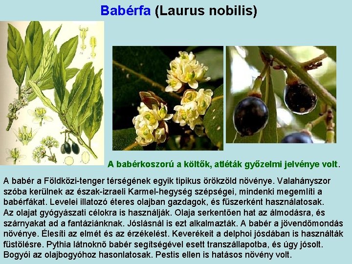 Babérfa (Laurus nobilis) A babérkoszorú a költők, atléták győzelmi jelvénye volt. A babér a