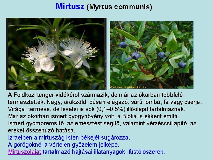 Mirtusz (Myrtus communis) A Földközi tenger vidékéről származik, de már az ókorban többfelé termesztették.