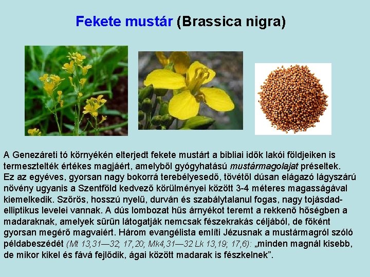 Fekete mustár (Brassica nigra) A Genezáreti tó környékén elterjedt fekete mustárt a bibliai idők