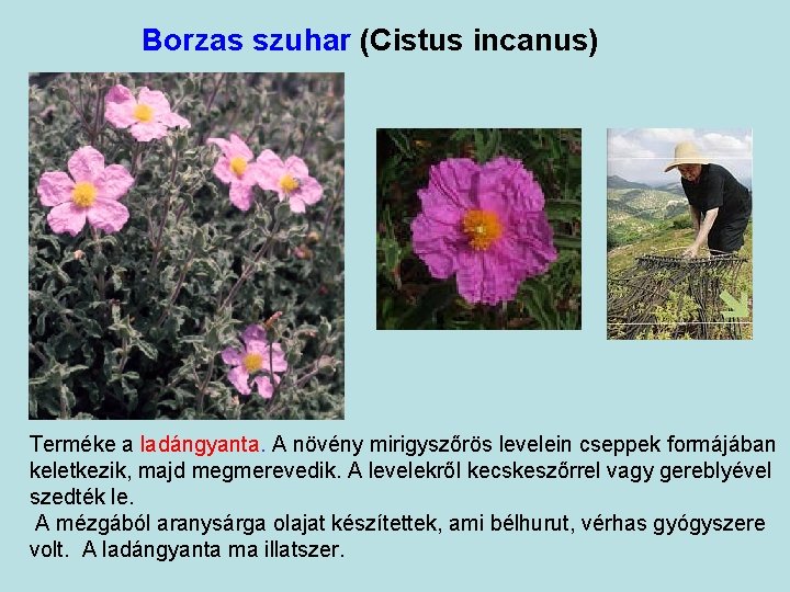 Borzas szuhar (Cistus incanus) Terméke a ladángyanta. A növény mirigyszőrös levelein cseppek formájában keletkezik,