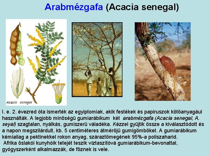 Arabmézgafa (Acacia senegal) I. e. 2. évezred óta ismerték az egyiptomiak, akik festékek és