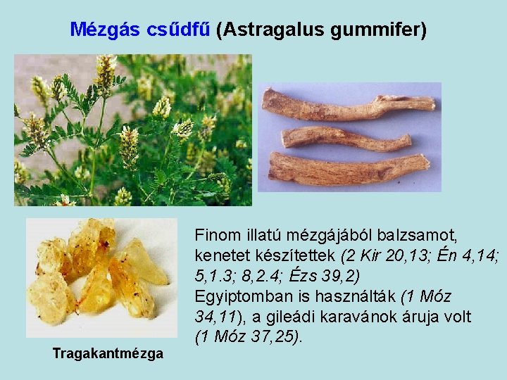 Mézgás csűdfű (Astragalus gummifer) Tragakantmézga Finom illatú mézgájából balzsamot, kenetet készítettek (2 Kir 20,