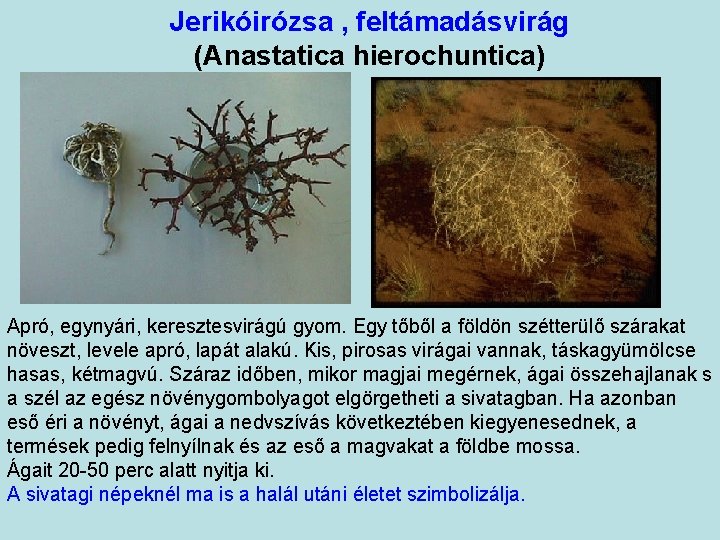 Jerikóirózsa , feltámadásvirág (Anastatica hierochuntica) Apró, egynyári, keresztesvirágú gyom. Egy tőből a földön szétterülő