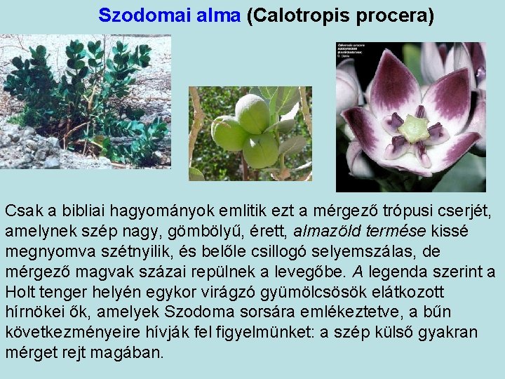 Szodomai alma (Calotropis procera) Csak a bibliai hagyományok emlitik ezt a mérgező trópusi cserjét,