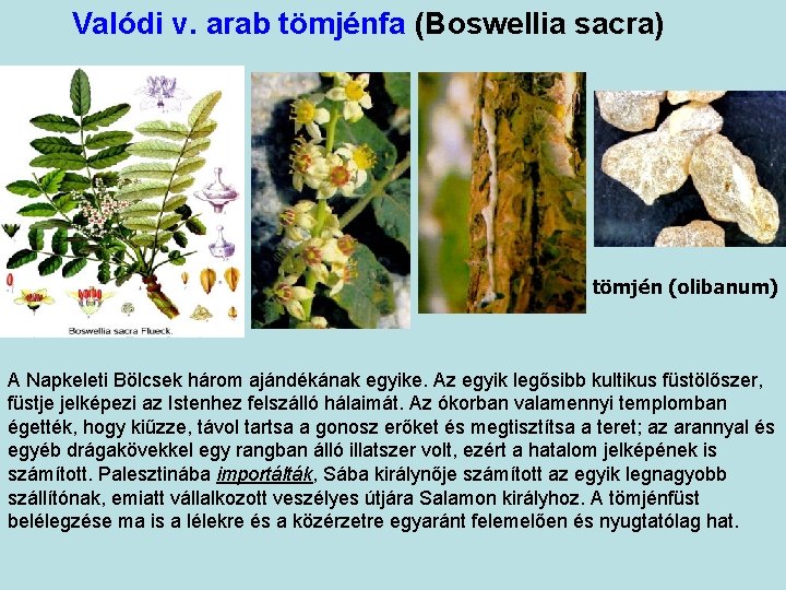 Valódi v. arab tömjénfa (Boswellia sacra) tömjén (olibanum) A Napkeleti Bölcsek három ajándékának egyike.