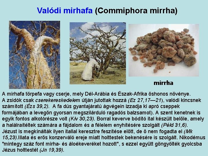 Valódi mirhafa (Commiphora mirrha) mirrha A mirhafa törpefa vagy cserje, mely Dél-Arábia és Észak-Afrika