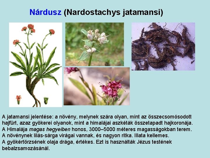 Nárdusz (Nardostachys jatamansi) A jatamansi jelentése: a növény, melynek szára olyan, mint az összecsomósodott
