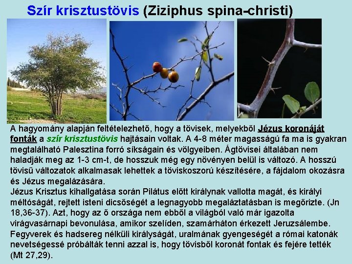 Szír krisztustövis (Ziziphus spina-christi) A hagyomány alapján feltételezhető, hogy a tövisek, melyekből Jézus koronáját