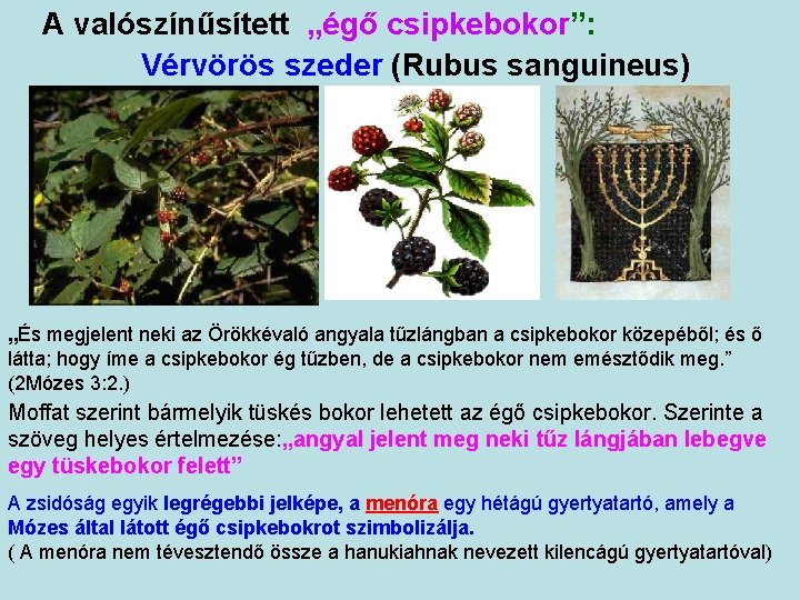 A valószínűsített „égő csipkebokor”: Vérvörös szeder (Rubus sanguineus) „És megjelent neki az Örökkévaló angyala