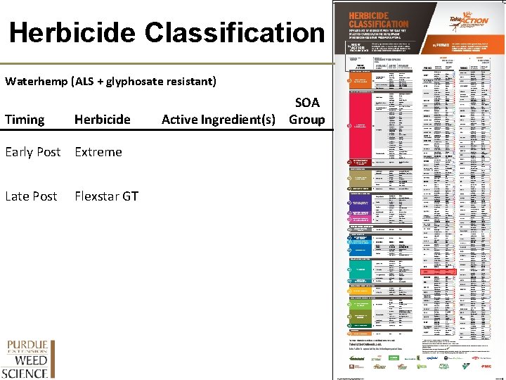 Herbicide Classification Waterhemp (ALS + glyphosate resistant) Timing Herbicide Early Post Extreme Late Post