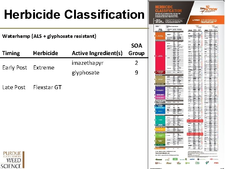 Herbicide Classification Waterhemp (ALS + glyphosate resistant) Timing Herbicide Early Post Extreme Late Post