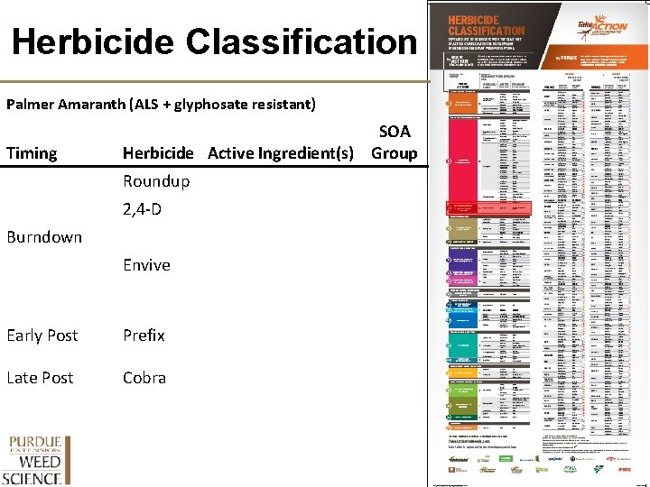 Herbicide Classification Palmer Amaranth (ALS + glyphosate resistant) Timing SOA Herbicide Active Ingredient(s) Group