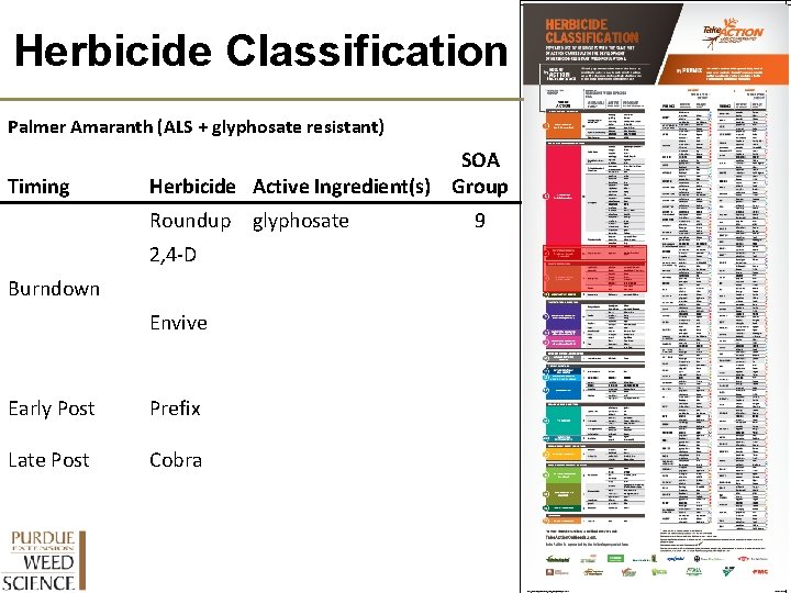 Herbicide Classification Palmer Amaranth (ALS + glyphosate resistant) Timing SOA Herbicide Active Ingredient(s) Group