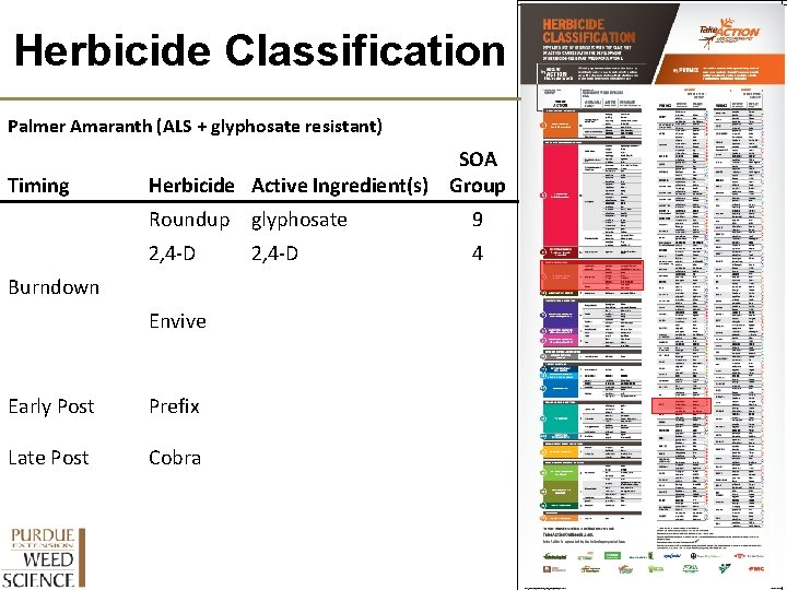 Herbicide Classification Palmer Amaranth (ALS + glyphosate resistant) Timing SOA Herbicide Active Ingredient(s) Group