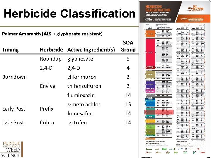 Herbicide Classification Palmer Amaranth (ALS + glyphosate resistant) Timing SOA Herbicide Active Ingredient(s) Group