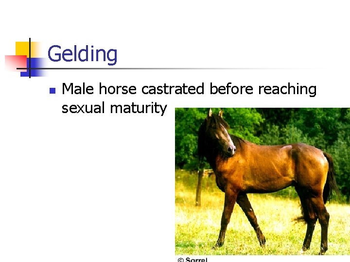 Gelding n Male horse castrated before reaching sexual maturity 